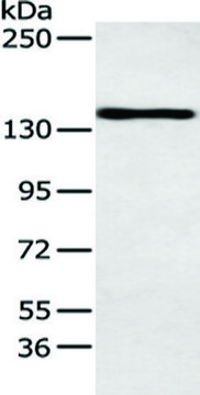 Anti-POLA1 affinity isolated antibody