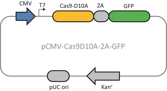 CMV-CAS9D10A-2A-GFP 质粒