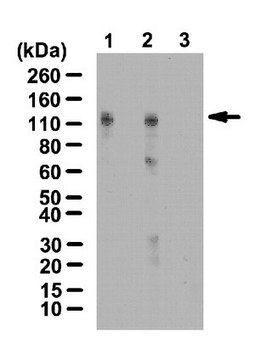 Anti-HIF-1-alpha Antibody, hydroxyproline (Pro402) from rabbit, purified by affinity chromatography