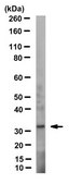 Anti-Syntaxin-3B Antibody, clone 12E5 clone 12E5, from mouse