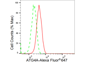 Anti ATG4A Antibody, clone 23GB3235, Rabbit Monoclonal clone 23GB3235, recombinant rabbit monoclonal, expressed in HEK293 cells