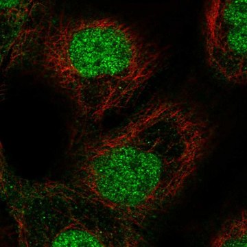 Anti-ETS2 antibody produced in rabbit Prestige Antibodies&#174; Powered by Atlas Antibodies, affinity isolated antibody