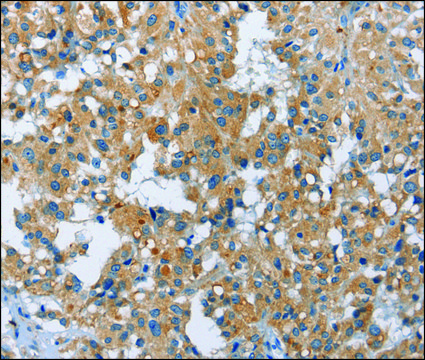 Anti-FGF9 antibody produced in rabbit affinity isolated antibody