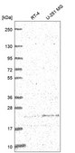 Anti-Ulbp2 Antibody Produced In Rabbit Prestige Antibodies® Powered by Atlas Antibodies, affinity isolated antibody, buffered aqueous glycerol solution