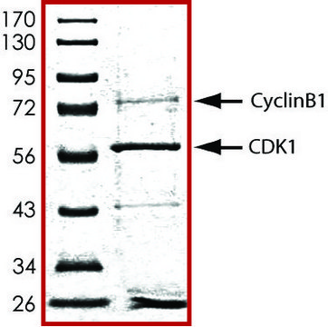 CDK1/CyclinB1, active, GST tagged human PRECISIO&#174; Kinase, recombinant, expressed in baculovirus infected Sf9 cells, &#8805;70% (SDS-PAGE), buffered aqueous glycerol solution