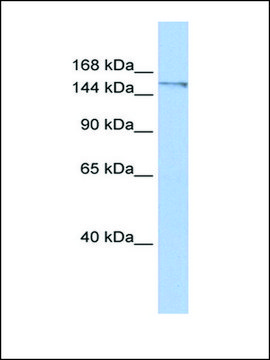 Anti-POLQ antibody produced in rabbit affinity isolated antibody, lyophilized powder