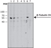 Anti-β-Tubulin IV antibody, Mouse monoclonal clone ONS.1A6, purified from hybridoma cell culture