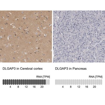 Anti-DLGAP3 antibody produced in rabbit Prestige Antibodies&#174; Powered by Atlas Antibodies, affinity isolated antibody, buffered aqueous glycerol solution