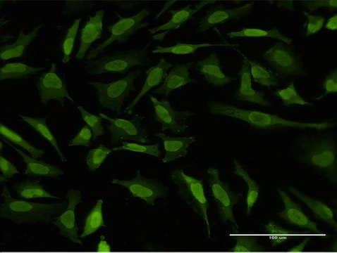 Monoclonal Anti-RPS6KA5 antibody produced in mouse clone 2B11, purified immunoglobulin, buffered aqueous solution