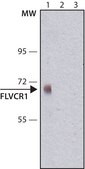 Anti-FLVCR1 antibody, Mouse monoclonal clone FL-58, purified from hybridoma cell culture