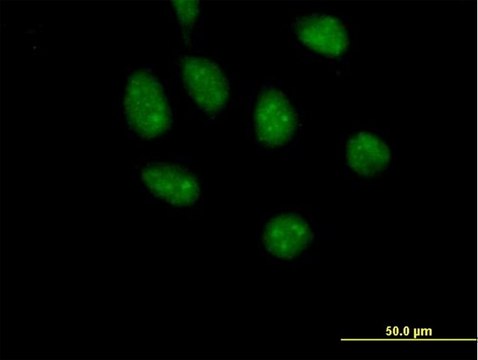 Anti-GATAD2B antibody produced in mouse purified immunoglobulin, buffered aqueous solution