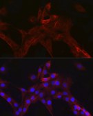 Anti-nNOS Antibody, clone 5K9R2, Rabbit Monoclonal