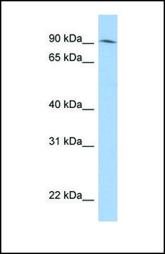 Anti-LRRC33 antibody produced in rabbit affinity isolated antibody