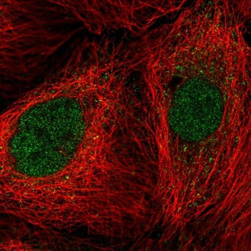 Anti-COPS5 antibody produced in rabbit Prestige Antibodies&#174; Powered by Atlas Antibodies, affinity isolated antibody