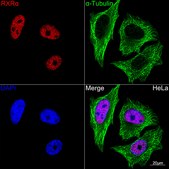 Anti-RXRα Antibody, clone 6Y10M1, Rabbit Monoclonal