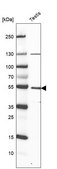 Anti-LRR1 antibody produced in rabbit Prestige Antibodies® Powered by Atlas Antibodies, affinity isolated antibody