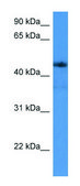 Anti-ADORA2A (C-terminal) antibody produced in rabbit affinity isolated antibody
