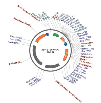 PSF-STE5-URA3 - WEAK PROMOTER YEAST PLASMID plasmid vector for molecular cloning