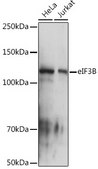 Anti-eIF3B Antibody, clone 4T9V1, Rabbit Monoclonal