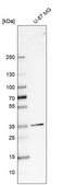 Anti-SFXN3 antibody produced in rabbit Prestige Antibodies® Powered by Atlas Antibodies, affinity isolated antibody