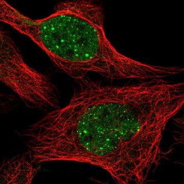 Anti-RAD18 antibody produced in rabbit Prestige Antibodies&#174; Powered by Atlas Antibodies, affinity isolated antibody