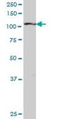 Monoclonal Anti-RIN2, (C-terminal) antibody produced in mouse clone 1E6, purified immunoglobulin, buffered aqueous solution