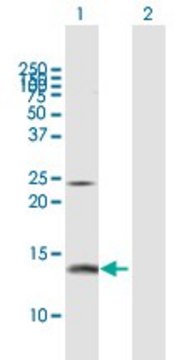 Anti-PFN2 antibody produced in rabbit purified immunoglobulin, buffered aqueous solution