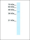 Anti-FADS1 antibody produced in rabbit IgG fraction of antiserum