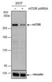 Monoclonal Anti-mTOR antibody produced in mouse clone GT649, affinity isolated antibody