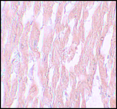 Anti-KPNA2 antibody produced in rabbit affinity isolated antibody, buffered aqueous solution