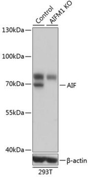 Anti-AIF antibody produced in rabbit