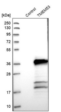 Anti-TMEM53 antibody produced in rabbit Prestige Antibodies&#174; Powered by Atlas Antibodies, affinity isolated antibody, buffered aqueous glycerol solution