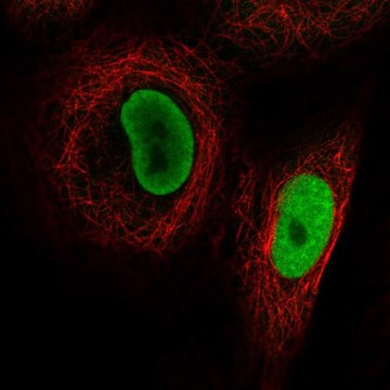 Anti-PRMT1 antibody produced in rabbit Prestige Antibodies&#174; Powered by Atlas Antibodies, affinity isolated antibody