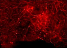 Anti-Claudin-5 (C-terminal) antibody produced in rabbit ~1.0 mg/mL, affinity isolated antibody