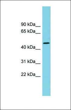 Anti-TDO2, (N-terminal) antibody produced in rabbit affinity isolated antibody