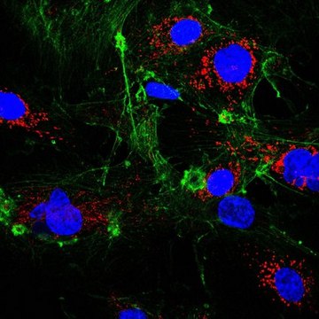 Anti-RagA/B Antibody, clone 1H7.1 clone 1H7.1, from mouse