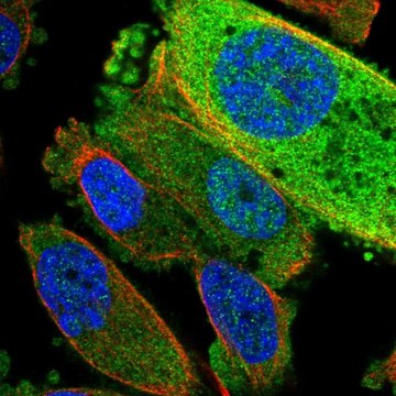 Anti-TRUB2 antibody produced in rabbit Prestige Antibodies&#174; Powered by Atlas Antibodies, affinity isolated antibody