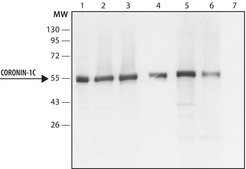 Anti-Coronin-1C (C-terminal) antibody produced in rabbit ~1.5 mg/mL, affinity isolated antibody