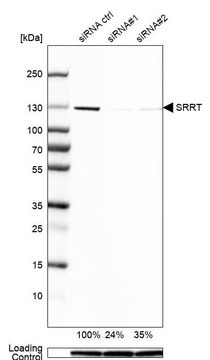 Anti-SRRT antibody produced in rabbit Prestige Antibodies&#174; Powered by Atlas Antibodies, affinity isolated antibody, buffered aqueous glycerol solution