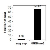 Anti-trimethyl-Histone H4 (Lys20), Antibody, rabbit monoclonal culture supernatant, Upstate®