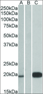 Anti-UCN3 antibody produced in goat affinity isolated antibody, buffered aqueous solution