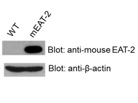 Anti-EAT-2 Antibody, clone 8F12 clone 8F12, from rat