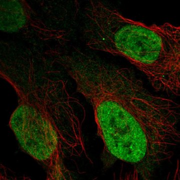 Anti-AFF3 antibody produced in rabbit Prestige Antibodies&#174; Powered by Atlas Antibodies, affinity isolated antibody