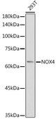 Anti- NOX4 antibody produced in rabbit