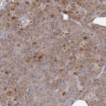 Anti-ANKRD44 antibody produced in rabbit Prestige Antibodies&#174; Powered by Atlas Antibodies, affinity isolated antibody, buffered aqueous glycerol solution