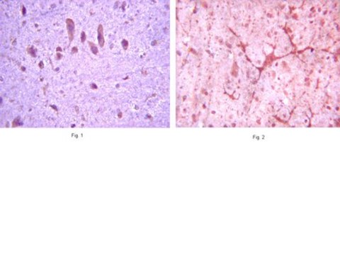 Anti-mGluR8 Antibody serum, from guinea pig