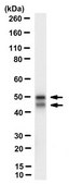 Anti-nonphospho-Ser9/21 GSK3β/α Antibody, clone 15C2 clone 15C2, from mouse