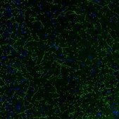 Monoclonal Anti-SLC6A2 antibody produced in mouse Prestige Antibodies® Powered by Atlas Antibodies, clone CL3063, purified immunoglobulin, buffered aqueous glycerol solution