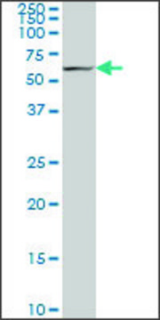 Monoclonal Anti-ACHE antibody produced in mouse clone 2C3, purified immunoglobulin, buffered aqueous solution