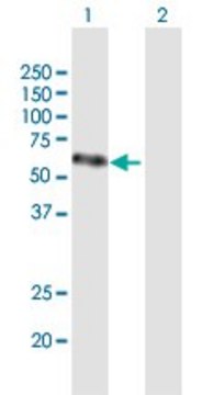 Anti-VEGFC antibody produced in mouse purified immunoglobulin, buffered aqueous solution